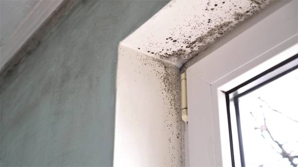 Best Dehumidification Services  in Walford, IA