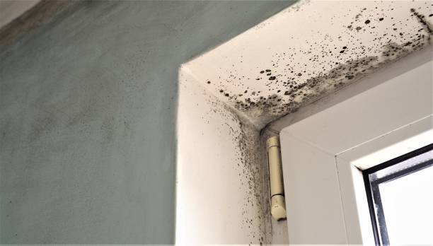 Best Mold Documentation for Insurance Claims  in Walford, IA