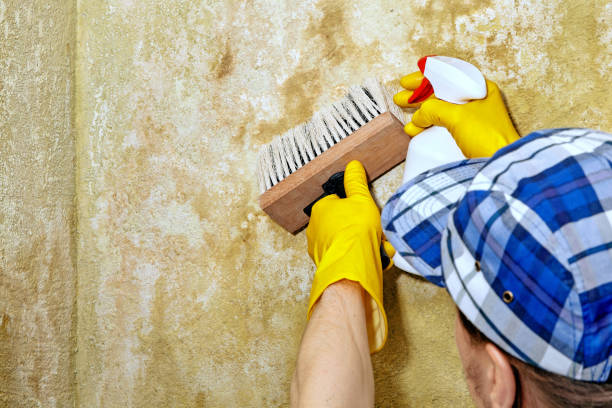 Best Forensic Mold Investigation  in Walford, IA