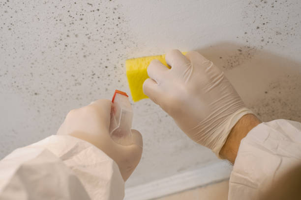 Best Comprehensive Air Testing for Mold Contaminants  in Walford, IA