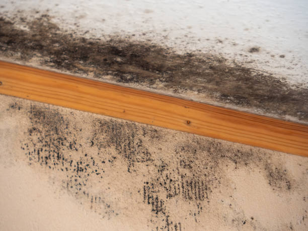 Professional Mold Removal in Walford, IA