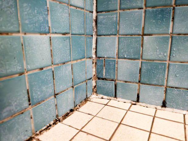 Best Residential Mold Inspection & Testing  in Walford, IA