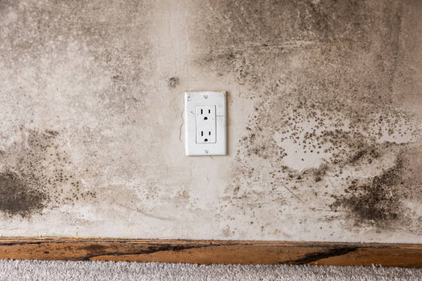 Best Indoor Air Quality Assessment  in Walford, IA
