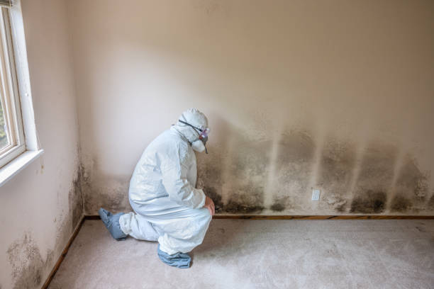 Best Crawl Space Mold Remediation  in Walford, IA